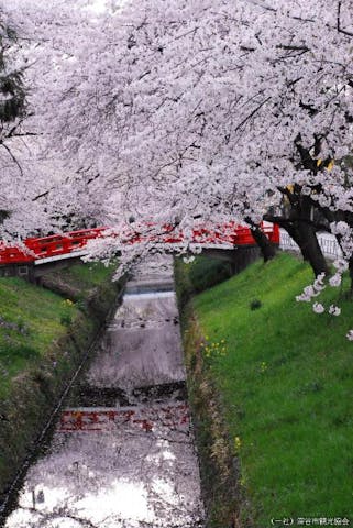 ふかや桜まつり