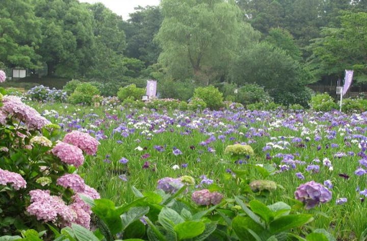 【中止】あげお花しょうぶ祭り