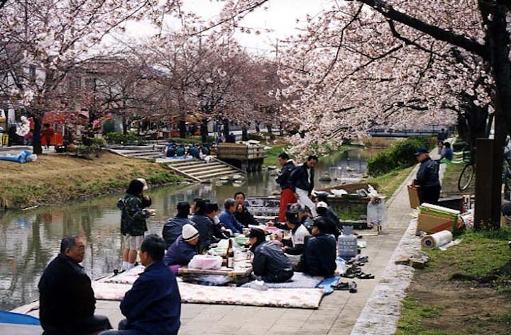 葛西用水桜並木