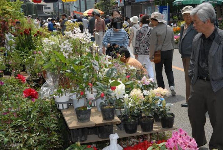 中仙道蕨宿苗木市・わらび藤まつり