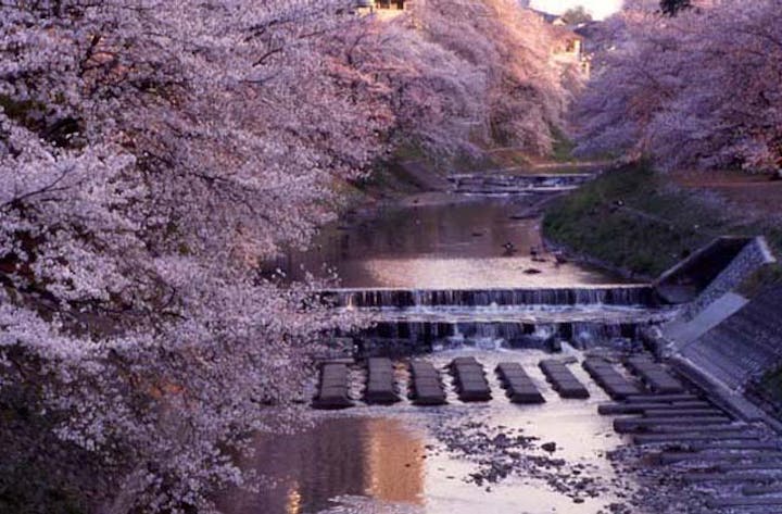 霞川の桜堤（豊高橋〜新霞橋〜大和橋）