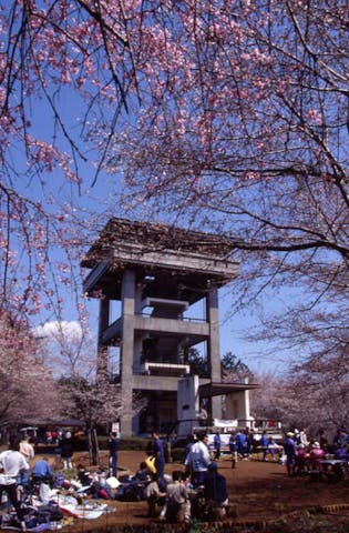 桜山展望台