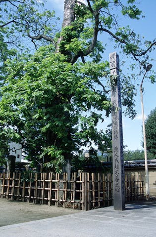 多聞寺のムクロジ