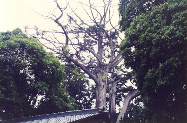 土屋神社神木スギ
