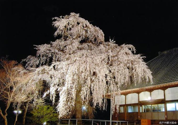 慈眼寺のシダレザクラ