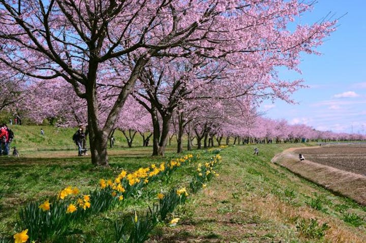 【中止】坂戸にっさい桜まつり