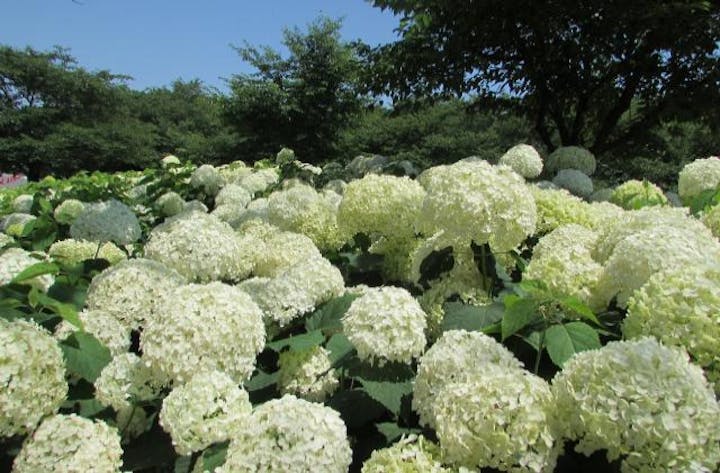 【2021年中止】幸手あじさいまつり