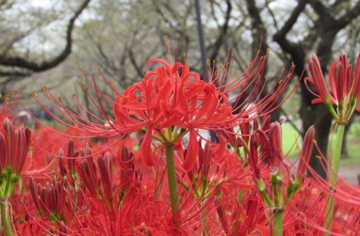 【2021年中止】幸手曼珠沙華まつり