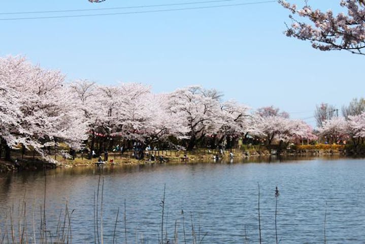 鶴ヶ島桜まつり
