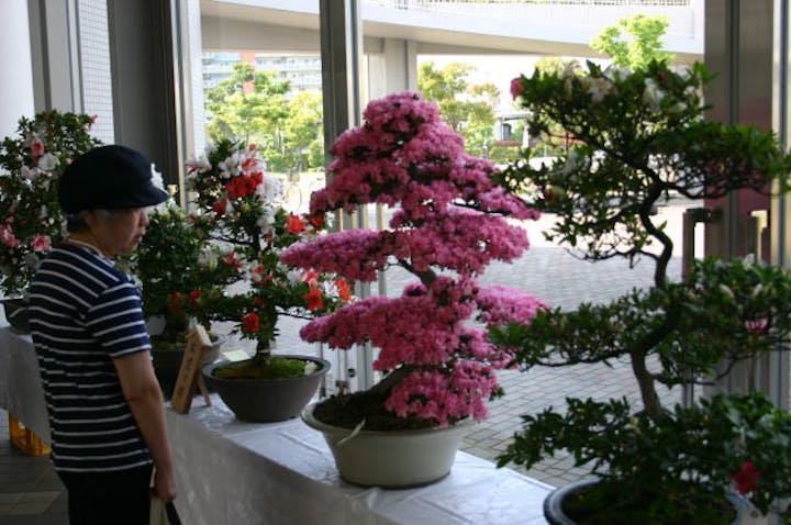 さつき・花しょうぶ展