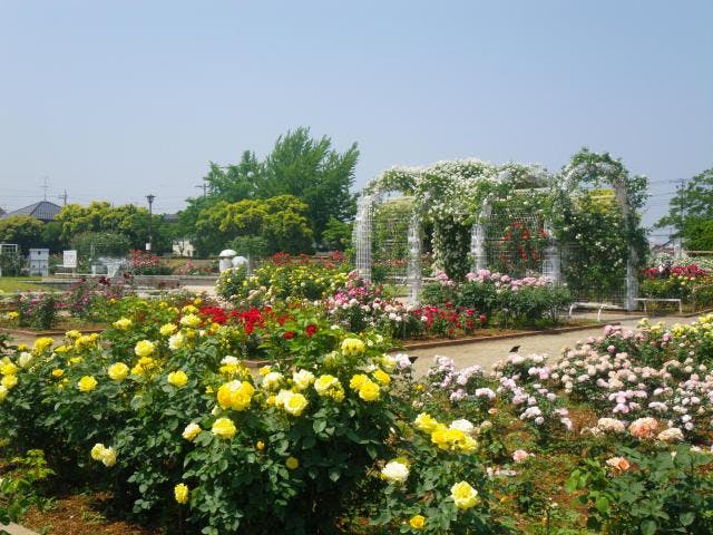 【2020年中止】バラまつり