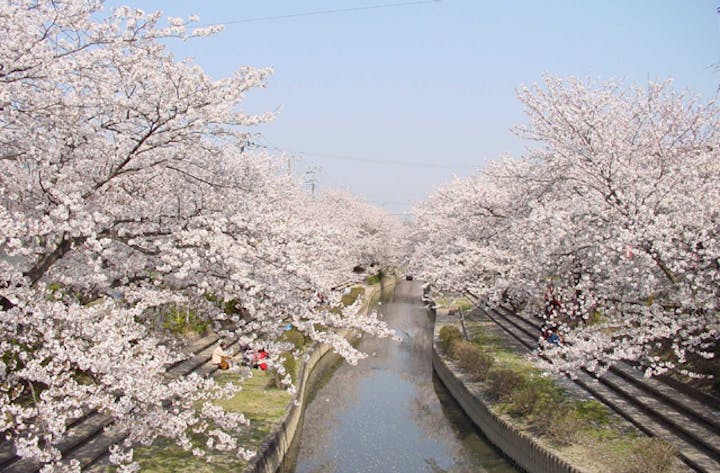 元荒川の桜