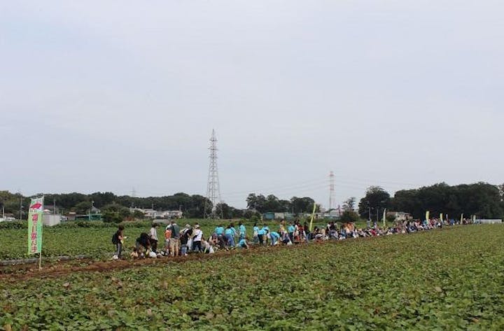 【2021年開催中止】世界一のいも掘りまつり