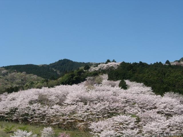 【2021年中止】さくら祭り