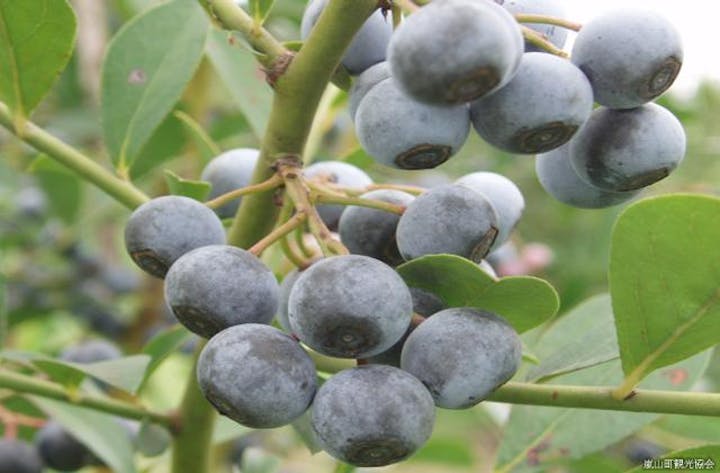 観光果樹園ふるさと