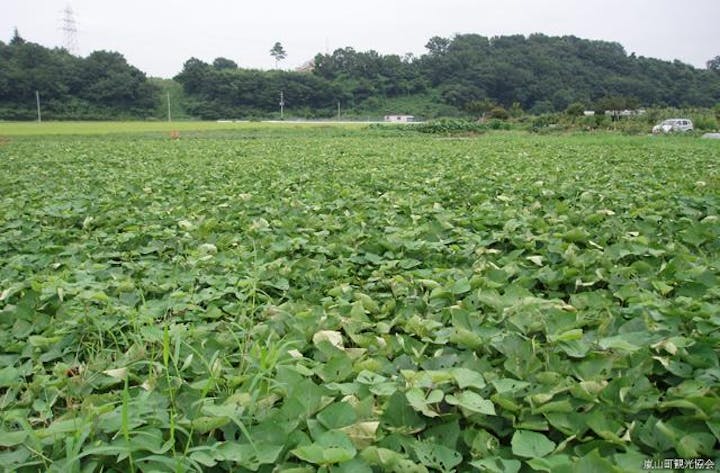 ふれあい市民農園しかむら（観光いもほり）