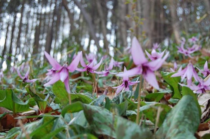 カタクリとオオムラサキの林
