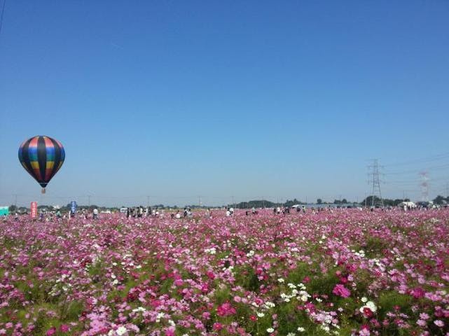 コスモスまつり