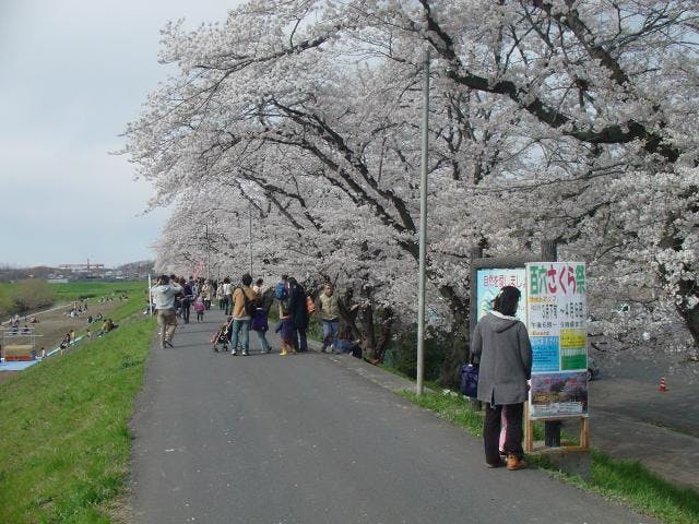 百穴さくら祭り（さくら土手のライトアップ）