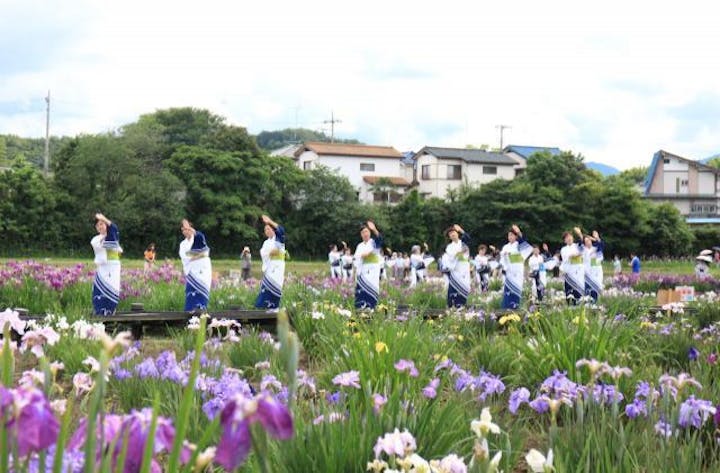 【2021年中止】ときがわ花菖蒲まつり