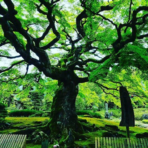 札所八番　西善寺のコミネカエデ