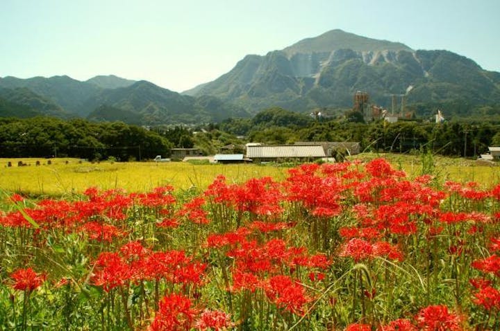 【中止】寺坂棚田彼岸花まつり