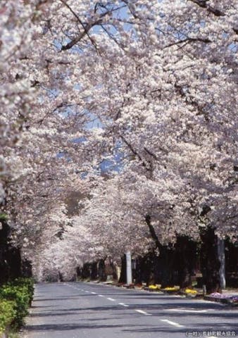 長瀞の桜