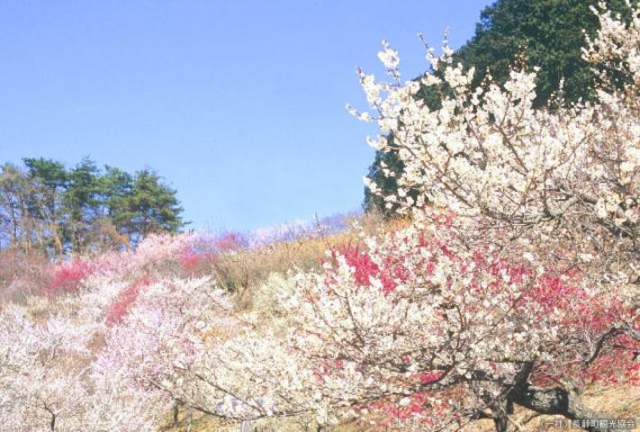 宝登山梅百花園