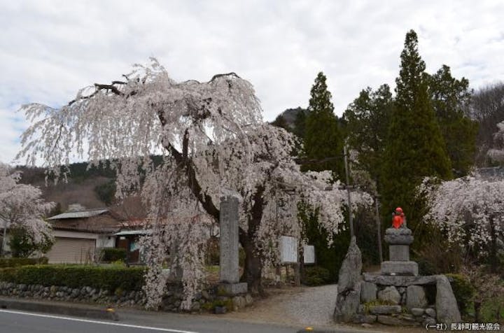 法善寺のしだれ桜