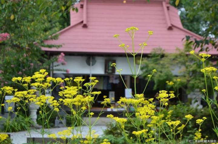 真性寺の女郎花