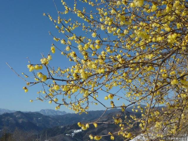 宝登山ロウバイ園