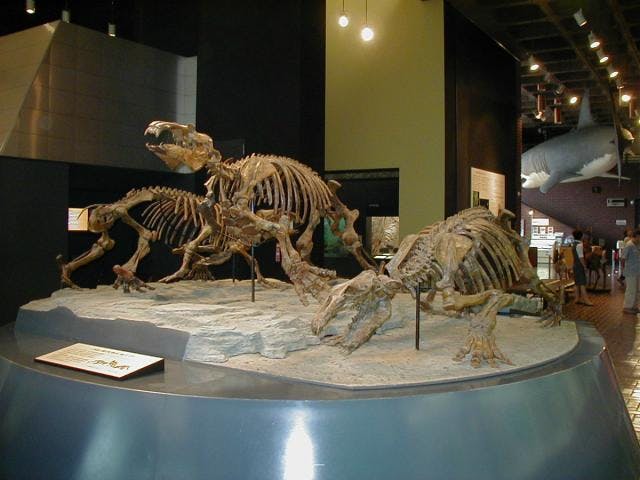 埼玉県立自然の博物館