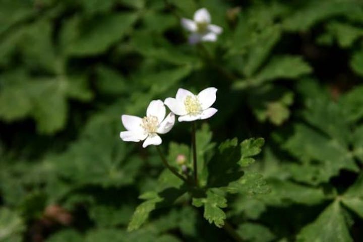 二子山のニリンソウ