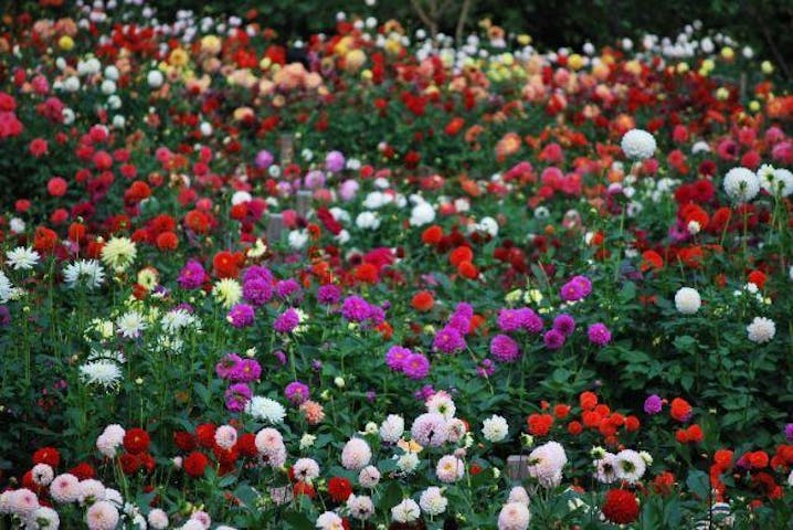 両神山麓花の郷ダリア園