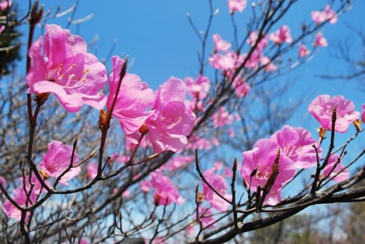 両神山のヤシオツツジ
