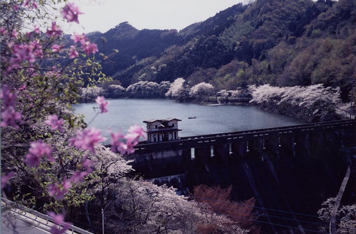 間瀬湖の桜
