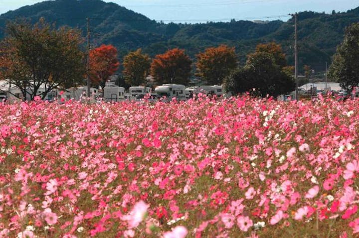 【2021年中止】コスモスまつり（埼玉県神川町）