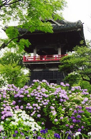 あじさい（能護寺）