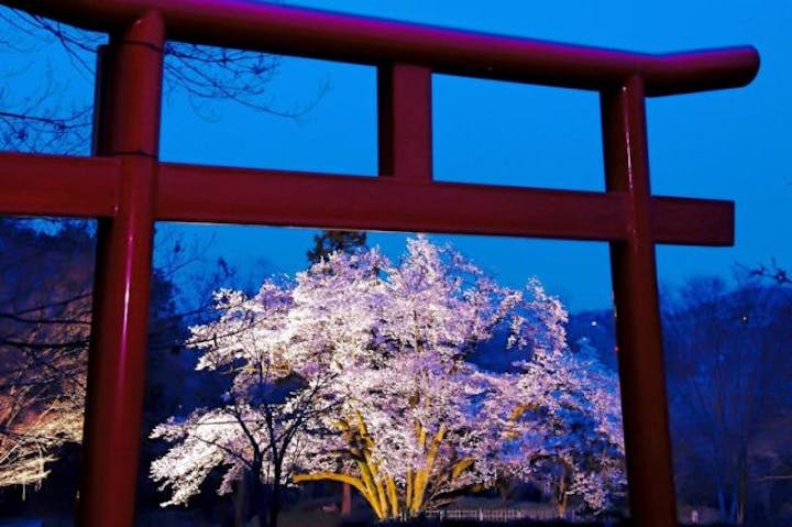 エドヒガン（氏邦桜）