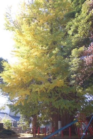 大川戸の大イチョウ