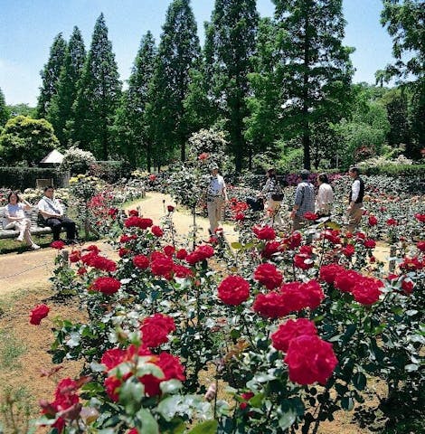千葉市都市緑化植物園のバラ園