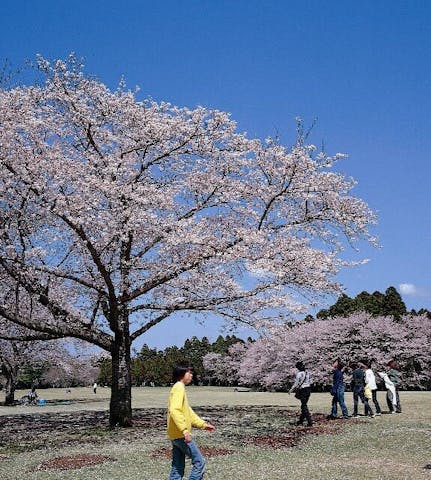 泉自然公園の桜 アソビュー