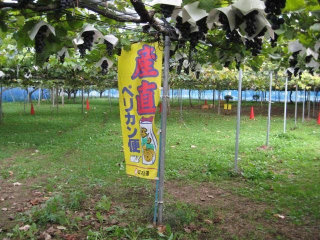 千葉中央観光農園