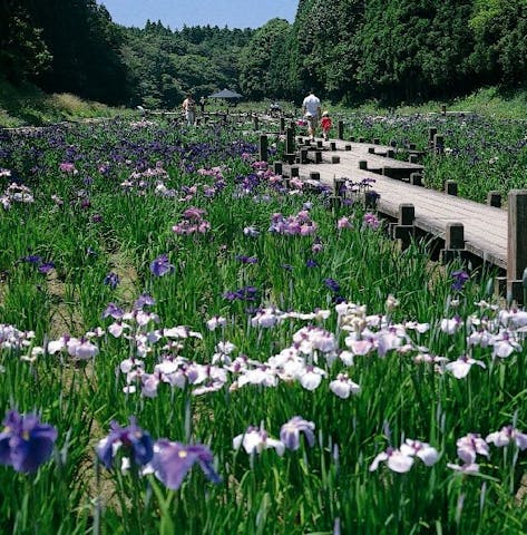 昭和の森の花菖蒲