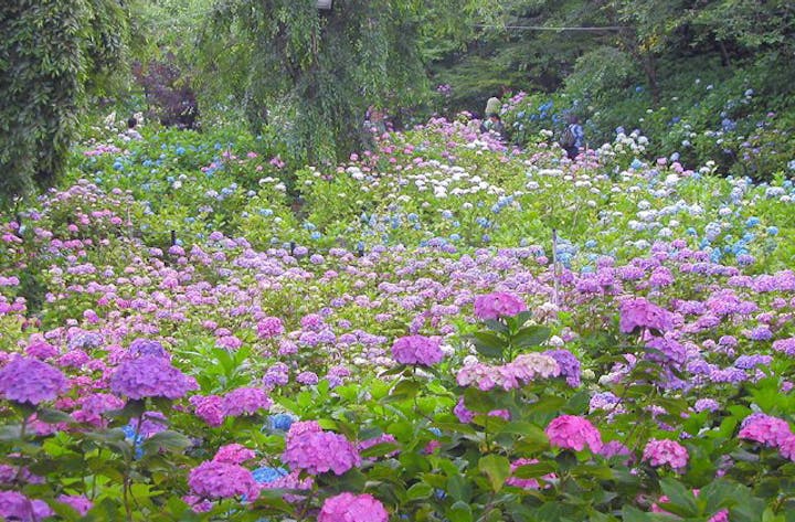 本土寺のアジサイ