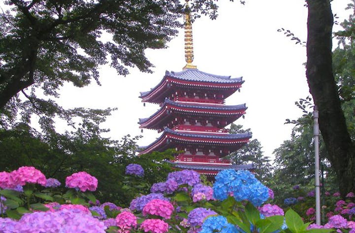 本土寺（あじさい寺）