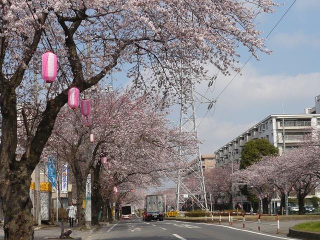 六実桜まつり