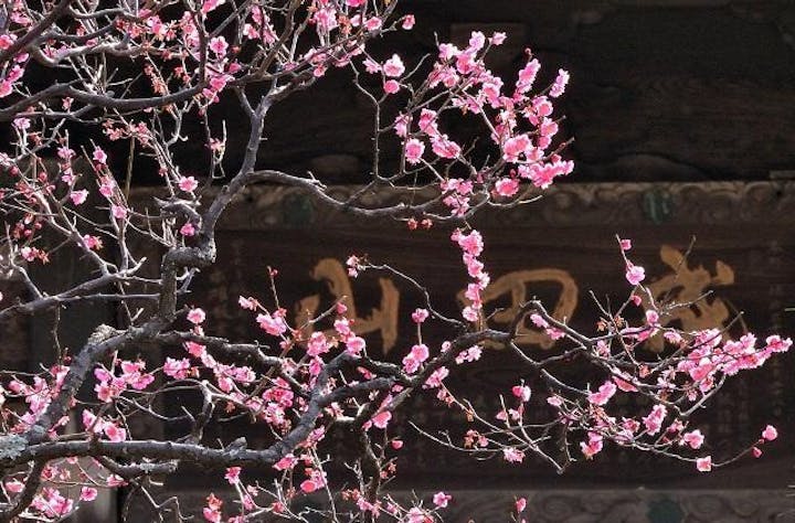 成田の梅まつり