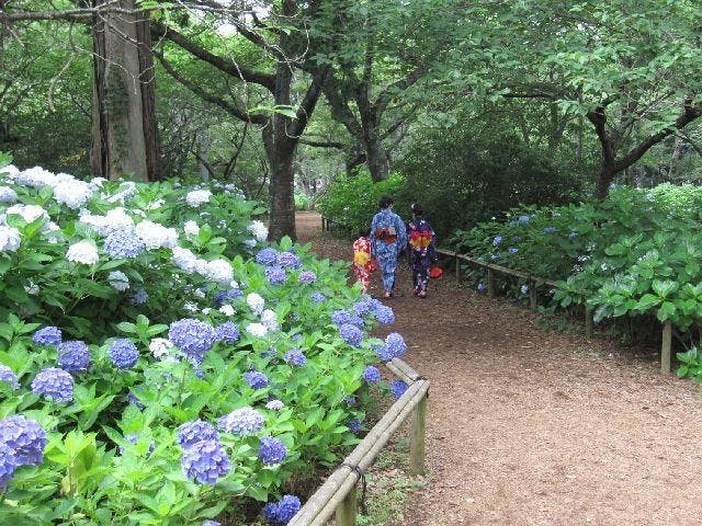 宗吾霊堂紫陽花まつり
