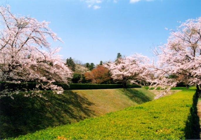 佐倉城址のさくら